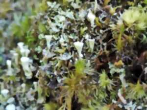 Balade « Fougères, mousses et lichens »