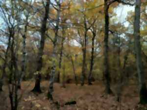 Bain de forêt avec Hêtres et Sens