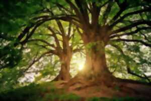 photo Reconnaissance des arbres en été