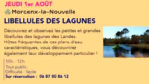 photo Les libellules des lagunes