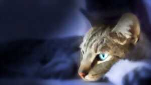 photo Salon du Chat