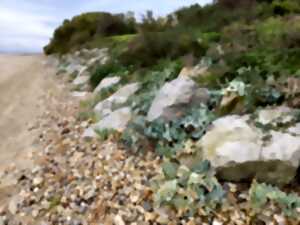 photo Les oiseaux du littoral