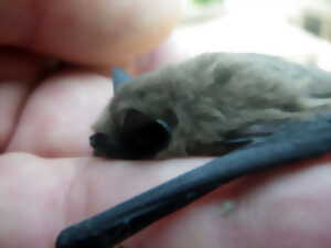 Les chauves-souris sont nos amies