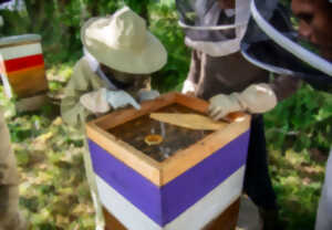 photo Visite du Rucher d'Artémis