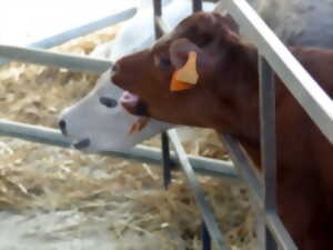 11e Foire Agricole au marché aux bestiaux