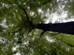 photo Sortie nature : L'arbre, ma vision d'artiste