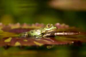 photo À la tombée de la nuit dans la nature