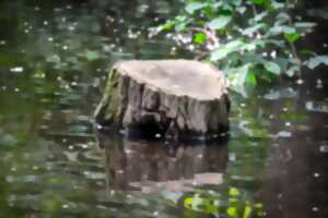 photo Le marais d'Altenstadt, un trésor de biodiversité