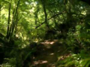Un bain de forêt à Blasimon