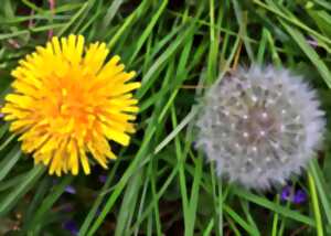 photo Plantes sauvages des villes et villages : Laissez moi pousser !