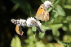 photo Découverte de la biodiversité