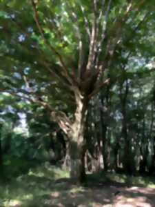 Sortie nature : Les arbres communiquent