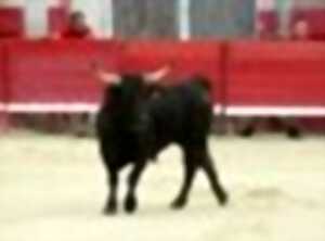 COURSE CAMARGUAISE