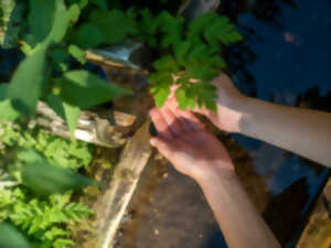 photo Atelier cueillette et cuisine de plantes sauvages