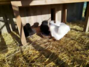 photo Ateliers nature de la ferme Le Pré des anim'O