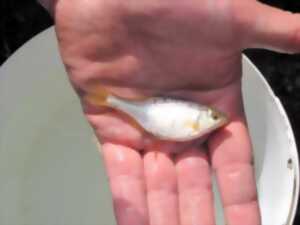 photo À la découverte des poissons de nos rivières