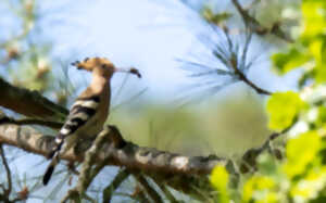 photo Oiseaux des nichoirs et mangeoires