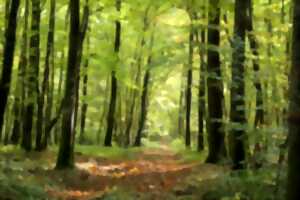 photo Sortie nature : Les arbres communiquent