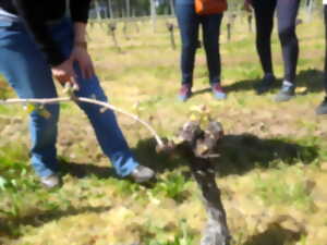 Les Mardis Découverte - Vignoble de Labastide