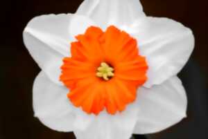 photo Ateliers decouverte des plantes comestibles  et medicinales