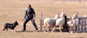 CONCOURS DE CHIENS DE TROUPEAUX (SPÉCIAL BORDER COLLIE)