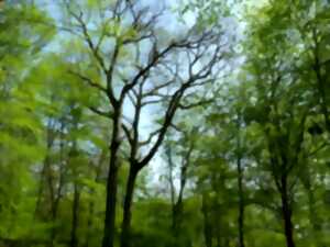 photo Sorties sylvatiques en forêt de parroy