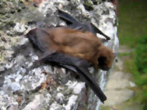 photo Nuit internationale de la chauve-souris