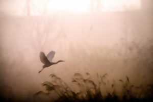 Sortie nature : Papillons préservés d'une voie verte à Melle