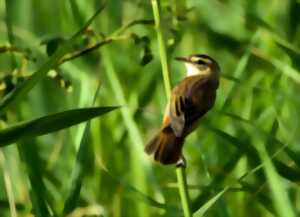 Les oiseaux de la Vallée de l'Oise