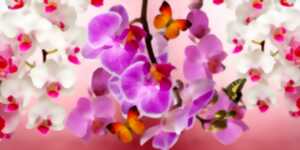 Exposition internationale d’orchidées