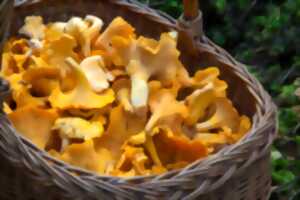 photo Exposition de printemps des champignons de nos régions