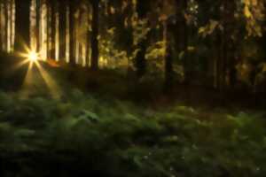 photo Exploration sonore du Bastberg - Les sons de la nuit