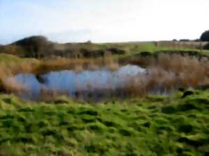 photo Entre dunes et marais
