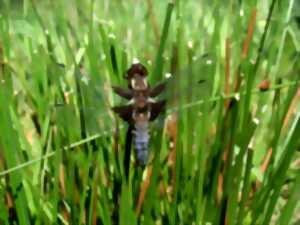 photo Papillons et libellules