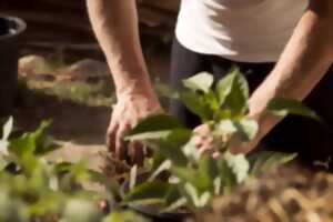 Plantation des semis