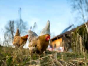 Chasse aux  oeufs à la ferme