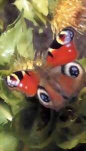 photo Papillons et fleurs Sauvages aux Grandes Brosses