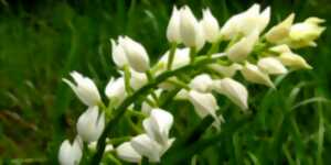 Balade nature : Sciences participatives 