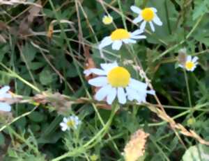 photo Sortie Nature : Cueillette et herborisation