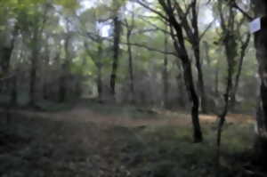 Fête de la Forêt - Découverte de trois forêts privées : Site du Bois de la Mare