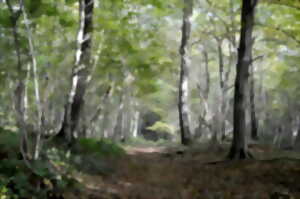 La Fête de la Forêt : Spectacle « Les Sourcières en chemin » par l’association Côté Cour