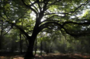 La Fête de la Forêt : Sortie Nature avec l’association Picardie Nature