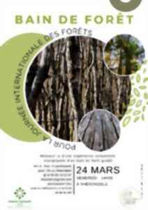 Bain de forêt