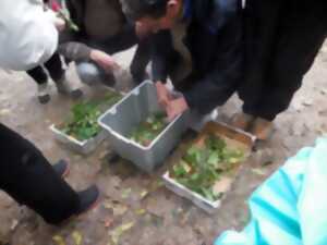Balade du curieux : Croquer jeunes pousses et aromatiques