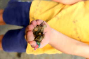 photo La plage des petits explorateurs