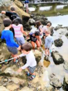 photo Atelier de pêche à pied