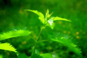 Balade : les sauvages comestibles