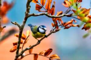 photo Journée internationale des forêts | Ateliers et balade autour des oiseaux