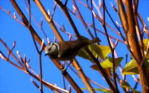 photo Le printemps au jardin : à la découverte des oiseaux