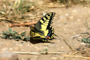 photo Découverte des papillons des monts d’Eraines